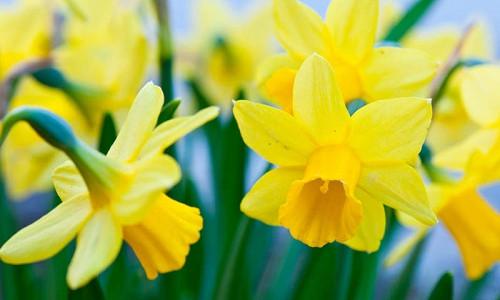 Daffodils for Naturalizing, Daffodils that come back, Best Daffodils, Best Narcissus, Naturalizing Bulbs, perennial Bulbs